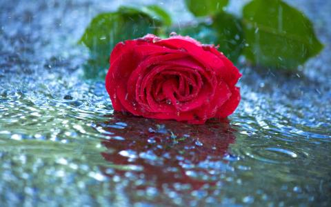 红玫瑰在雨中全高清壁纸和背景图像