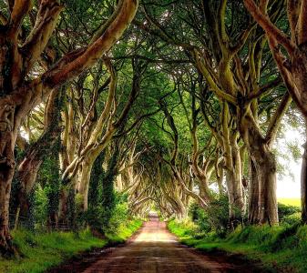 绿树成荫的道路在爱尔兰墙纸和背景图像