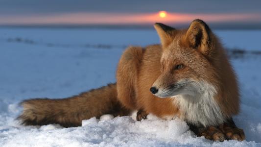 狐狸躺在雪全高清壁纸和背景