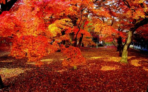 秋天的树木,在公园里全高清壁纸和背景