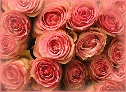 粉红玫瑰4k超高清壁纸和背景图像