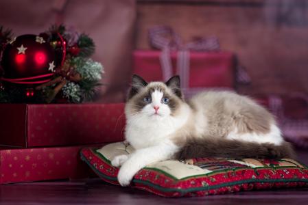 漂亮的猫在圣诞节全高清壁纸和背景