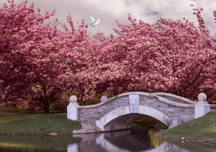 桥4k超高清壁纸和背景的粉红色开花树木