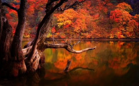 在秋天湖壁纸和背景图像的老树