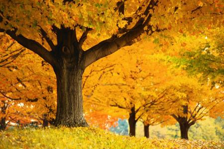 金色的秋天树全高清壁纸和背景