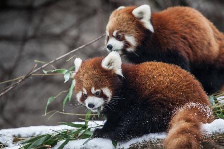 红熊猫芝加哥动物园5k视网膜超高清壁纸和背景