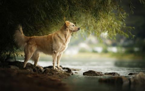 阿马拉,金毛猎犬十字品种全高清壁纸和背景