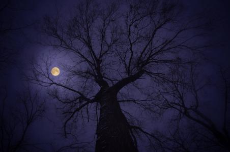 树在月光下全高清壁纸和背景