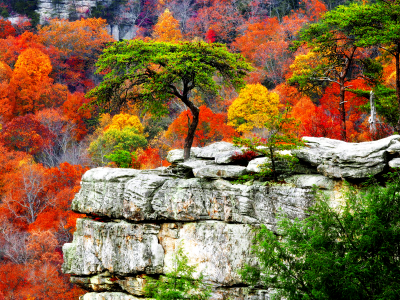 秋天的树木壁纸和背景