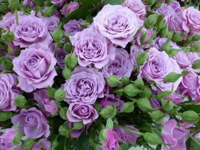 紫玫瑰全高清壁纸和背景