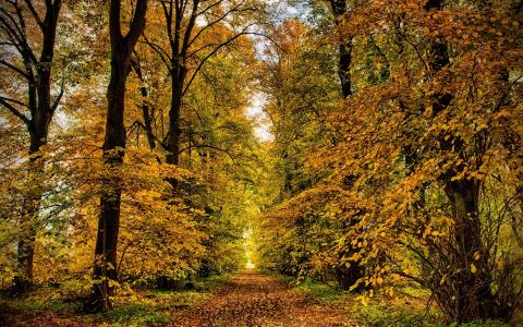 秋季森林路径全高清壁纸和背景