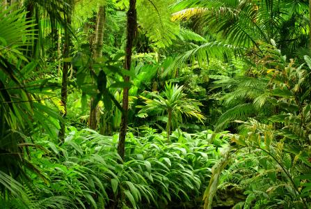 热带森林4k超高清壁纸和背景