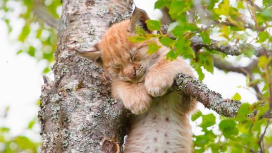猫睡在树全高清壁纸和背景