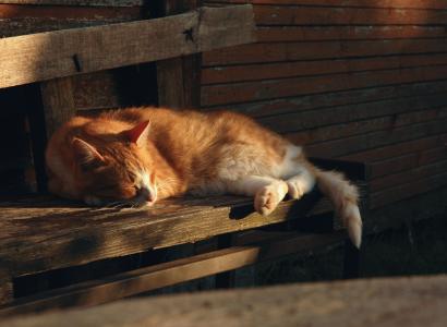 姜猫睡在阳光下的长椅上全高清壁纸和背景