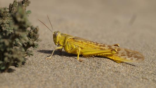沙漠蝗虫,（Schistocerca gregaria）4k超高清壁纸和背景