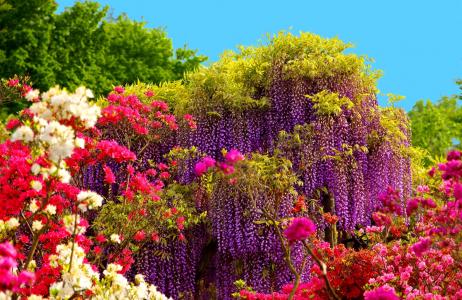 紫藤树和春天的花朵全高清壁纸和背景