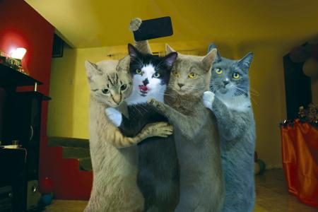采取selfies 4k超高清壁纸和背景图像的猫