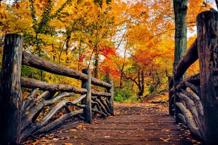 桥在秋季公园4k超高清壁纸和背景图像