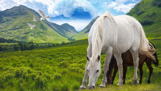 在幻想土地充满高清壁纸和背景的马匹