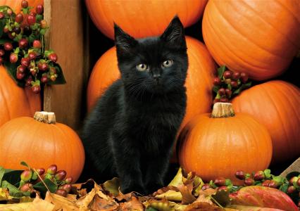 黑色小猫与南瓜全高清壁纸和背景