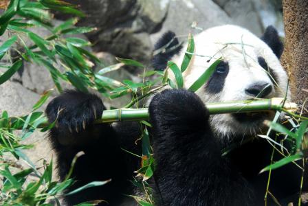 熊猫4k超高清壁纸和背景