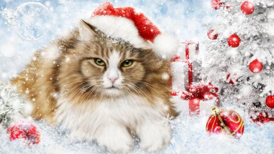 圣诞节猫全高清壁纸和背景图像