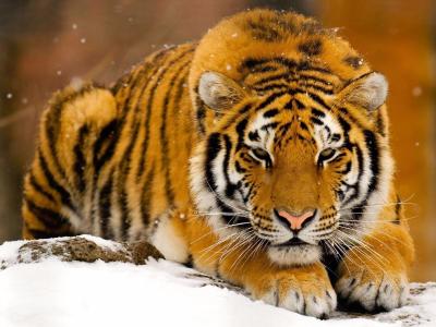西伯利亚虎在雪壁纸和背景