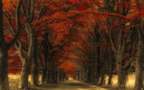 秋季森林路壁纸和背景图像