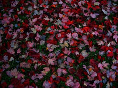 秋天的叶子全高清壁纸和背景图像