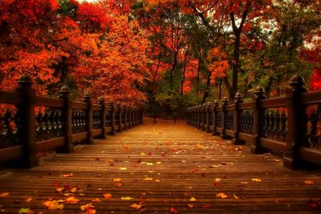 在秋季森林桥全高清壁纸和背景图像