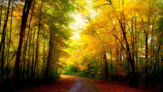 秋天的颜色全高清壁纸和背景