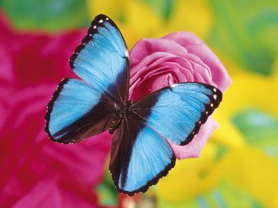 在桃红色罗斯墙纸和背景的蓝色蝴蝶