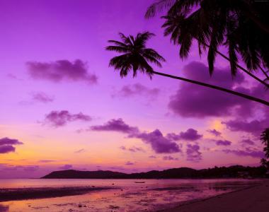紫色棕榈树日落4k超高清壁纸和背景