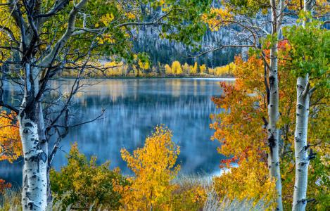 秋天湖4k超高清壁纸和背景上的桦树