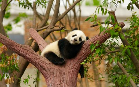 熊猫睡在树全高清壁纸和背景