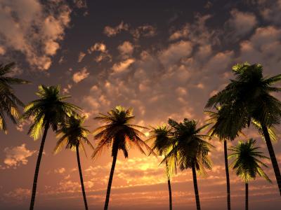 在夕阳的棕榈树壁纸和背景图像