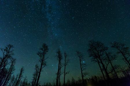 在繁星满天的夜晚树剪影5k视网膜超高清壁纸和背景