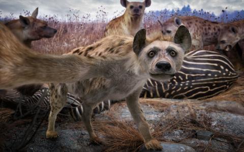 只是一个鬣狗的自拍照全高清壁纸和背景图像