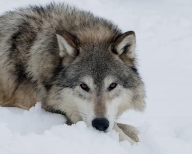 狼在冬季雪全高清壁纸和背景