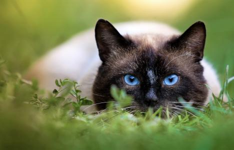 蓝眼睛的猫在草4k超高清壁纸和背景
