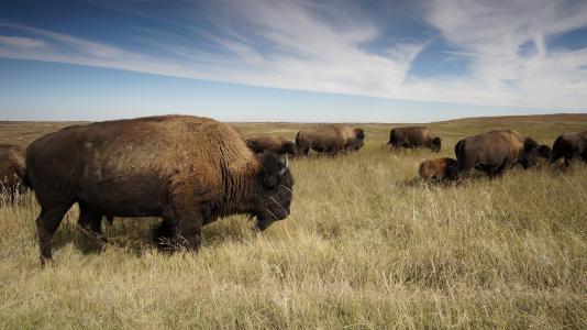 美国野牛在草原全高清壁纸和背景