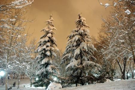 冬天树全高清壁纸和背景