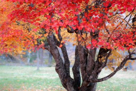 秋天树全高清壁纸和背景