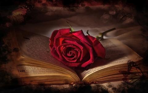 本书全高清壁纸和背景的单红玫瑰