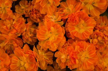 橙色花朵全高清壁纸和背景图像
