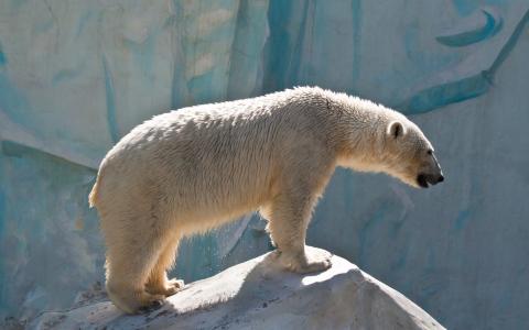 北极熊全高清壁纸和背景