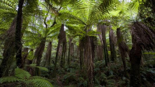 新西兰森林全高清壁纸和背景