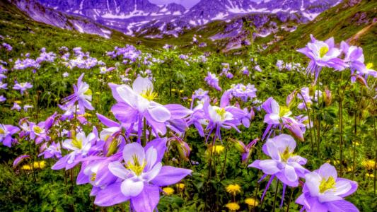 紫色的花朵在山场全高清壁纸和背景图像