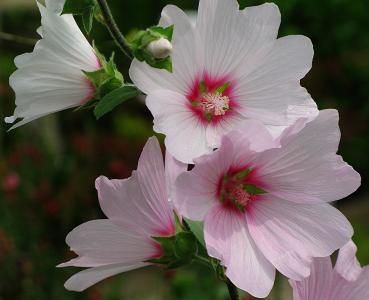粉色和白色花朵全高清壁纸和背景