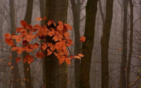 秋叶在森林壁纸和背景图像